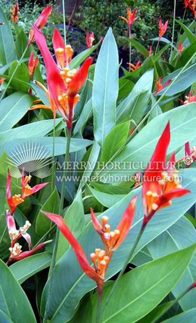 Heliconia firebrand